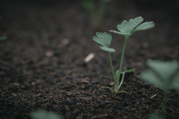 Celery planted in a plot and growing in a garden