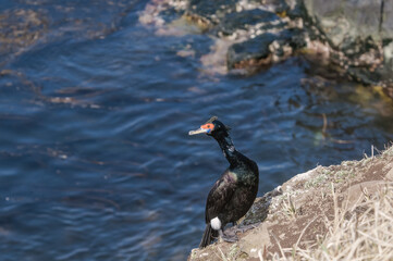 Red-faced Cormorant (Phalacrocorax urile) at St. George Island, Alaska, USA