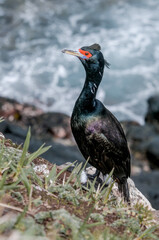 Red-faced Cormorant (Phalacrocorax urile) at St. George Island, Alaska, USA