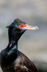 Red-faced Cormorant (Phalacrocorax urile) at St. George Island, Alaska, USA