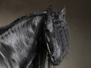 Friesian black horse portrait on dark background