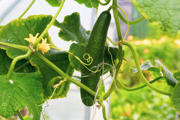 young cucumbers with ovaries in a greenhouse in summer