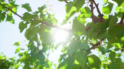 Beautiful green trees with fresh foliage isolated on sunny blue sky background
