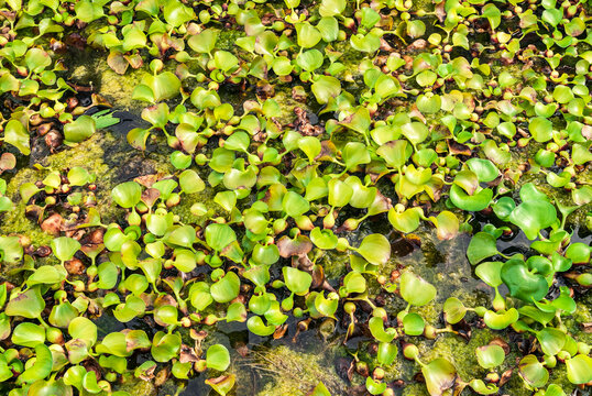 Lots of green Eichhornia crassipes aquatic plants in the lake