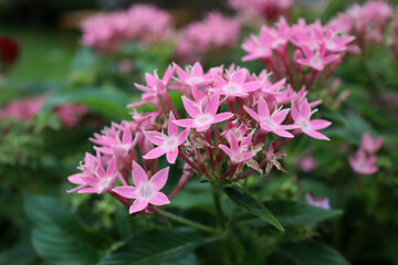 ペンタス　星形の花　ピンク