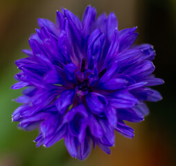 Blue cornflower close-up on a dark background.