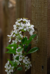 A blooming cherry branch on a wooden background.