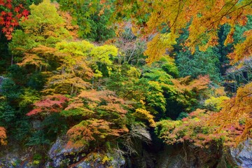 秋　紅葉の季節