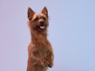 happy red dog. Funny Australian terrier on color background