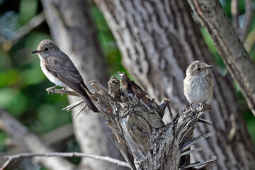 Spotted flycatcher with young bird // Grauschnäpper mit Jungvogel (Muscicapa striata) 
