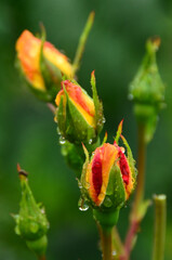 Beautiful roses after rain on a green background in drops of water, nature, closeup