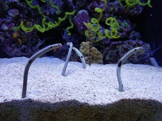 Colorful fishes in the aquarium, Lisbon, Oceanarium, Ocean&aacute;rio de Lisboa