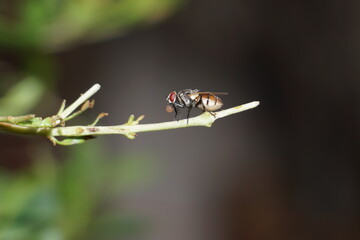 fly on leaf