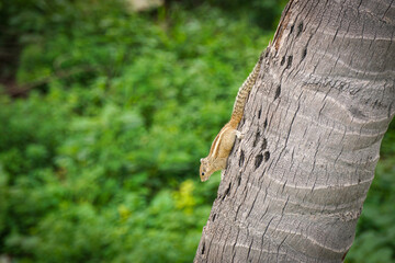 Indian palam  squirrel on a tree