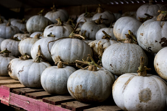 Close up of freshly picked white gourds on a shelf.