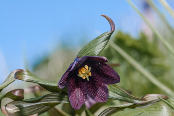 Рябчик камчатский (Fritillaria camschatcensis) – Chocolate Lily