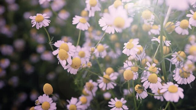 background video of flowers in nature, nature concept, background image
