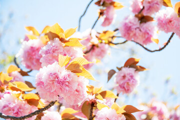 八重桜