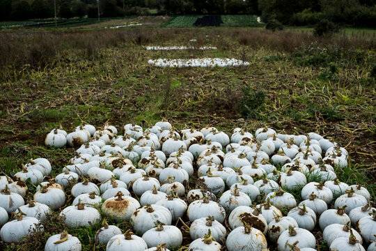 High angle view of freshly picked white gourds in a field.