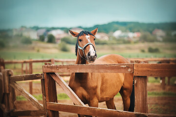 A beautiful bay horse stands in a paddock with a wooden fence on a farm, and against the background of a rustic landscape and a blue sky on a summer day. Livestock and agriculture.
