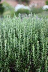 Vertical image of rosemary herb bush in garden with copyspace