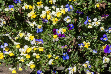 Heartsease (Viola tricolor) in garden