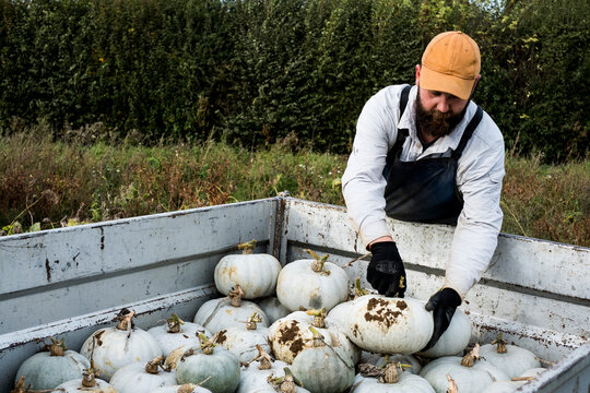 Farmer standing in a field, loading freshly picked white gourds onto a pickup truck.