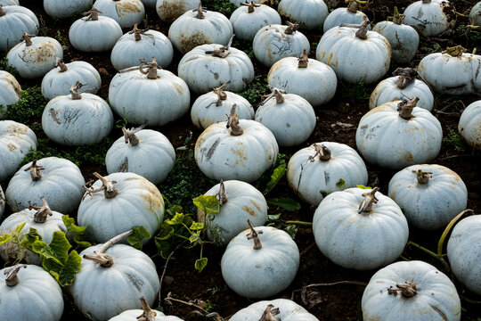 High angle view of freshly picked white gourds in a field.