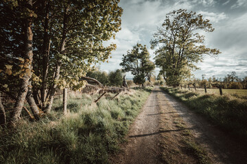 Countryside path with tyre tracks in the middle of green vegetation.