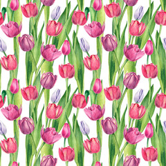 Fototapeta na wymiar Watercolor floral background on white background, botanical illustration. Delicate spring flowers, pink, purple tulips with green leaves for wallpaper, wrapping paper and textiles.