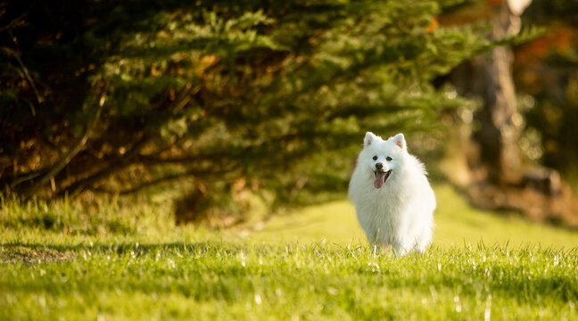Japanese Spitz Imagens Procure 767 Fotos Vetores E Videos Adobe Stock