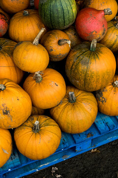 High Angle View Of Freshly Picked Pumpkins On A Blue Wooden Pallet.