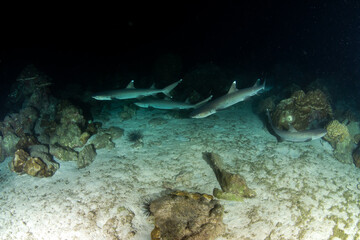 Fototapeta na wymiar White tip reef sharks at night at Cocos Island