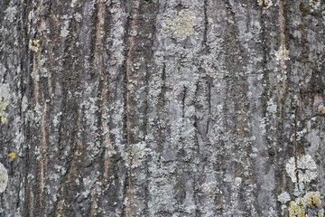 Full frame old gnarled tree trunk showing woodgrain and lichen growth