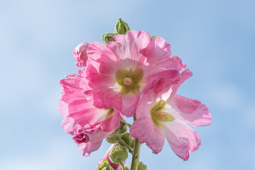 Stockrose / Blume