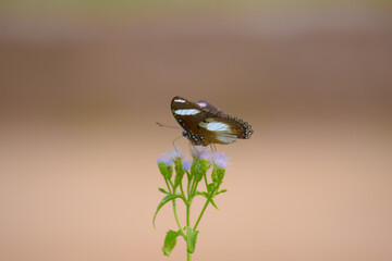 Egggly Butterfly with wings wide open feeding on a  flower seen  with a beautiful green soft blurry background during springtime
