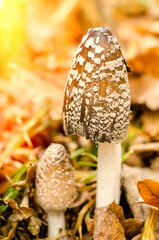 amanita