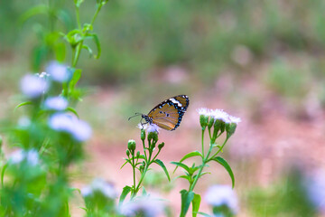 Close up of Plain Tiger (Danaus chrysippus) butterfly visiting flower in nature in a public park and feeding itself during springtime in India.
