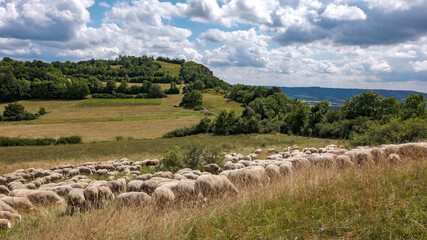 Flock of sheep in a mountain meadow in Franconian Switzerland; Schafherde auf einer Bergwiese in der Fr&auml;nkischen Schweiz