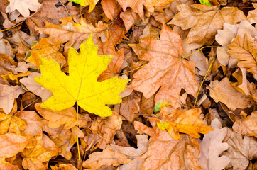 autumn leaves