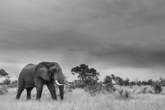 An elephant, Loxodonta africana, walks through a clearing, in black and white
