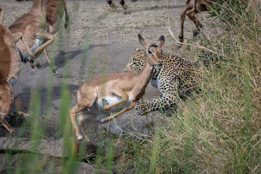 A leopard, Panthera pardus, chases an impala, Aepyceros melampus