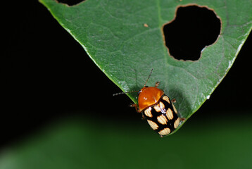 ladybug on leaf