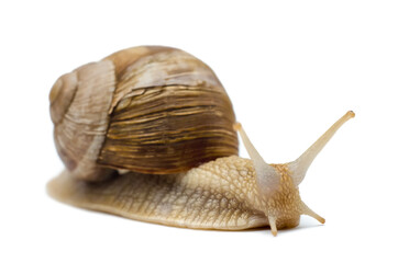 snail