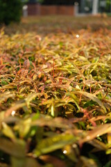 autumn leaves on the ground