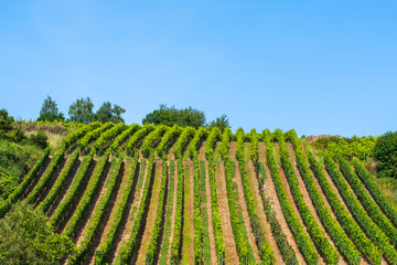 Fototapeta na wymiar View towards a well-tended vineyard on a sunny summer day in Rheinhessen / Germany 
