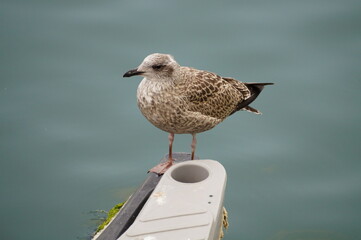 mouette
