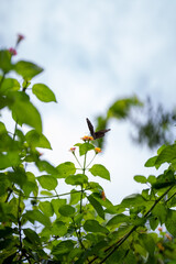 butterfly on a flower