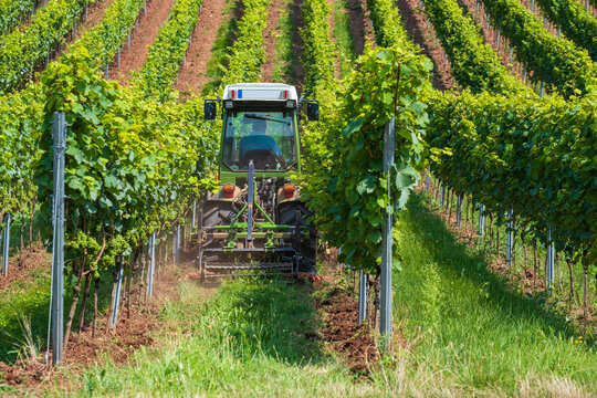 A winemaker drives his tractor through his vineyard in Rheinhessen / Germany and loosens the soil 
