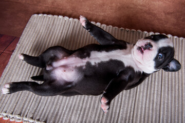 Funny black color American Bullies puppy dog is lying